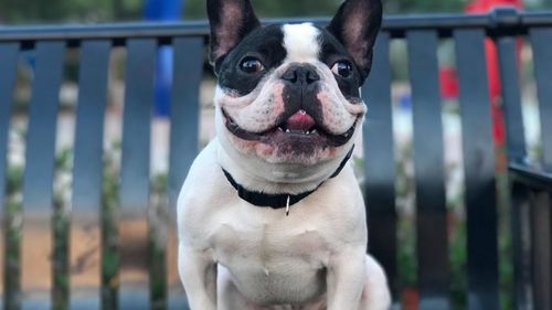 Boston Terrier puppy training Cincinnati OH outdoors