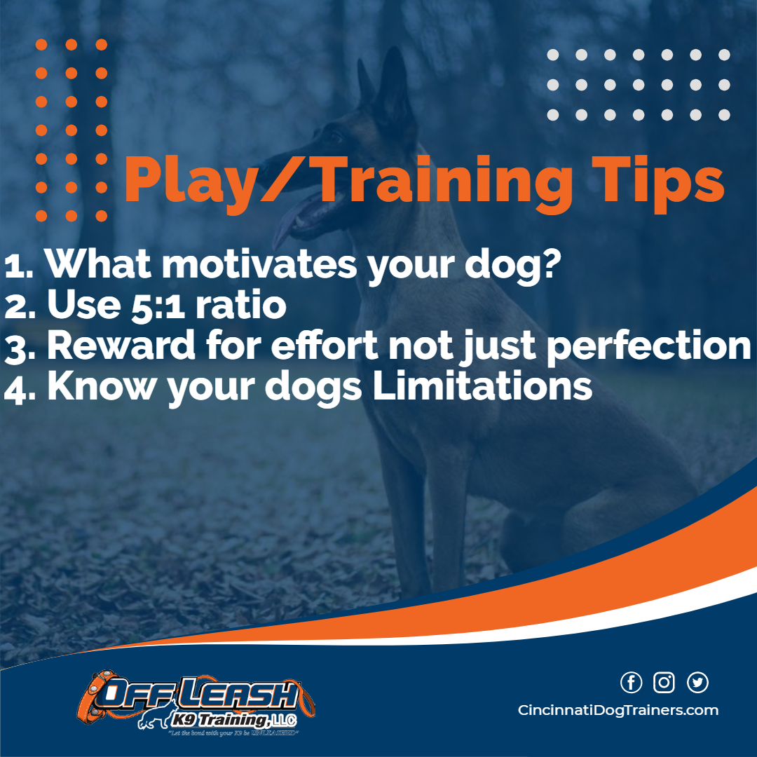 Why Play Time Combined With Training Is Important Off Leash K9
