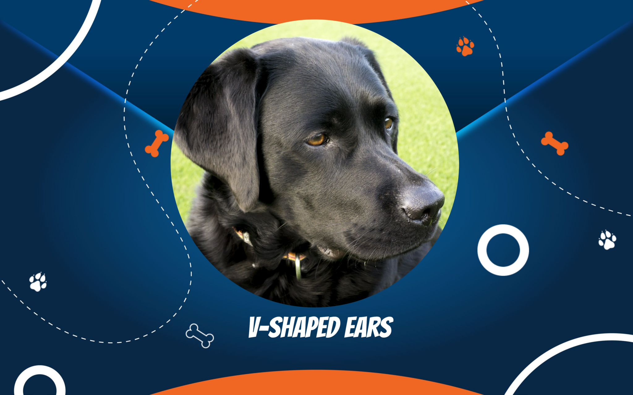 Dog Ear Facts Off Leash K9 Training Cincinnati, OH