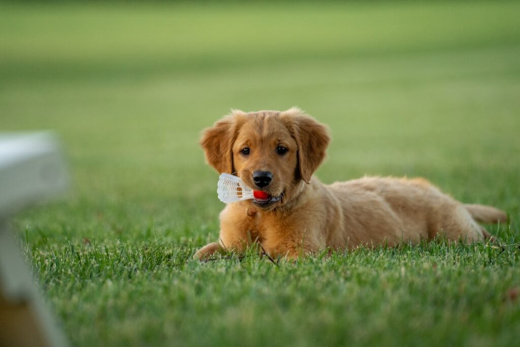 Golden puppy with toy aggressive dog training Cincinnati OH.