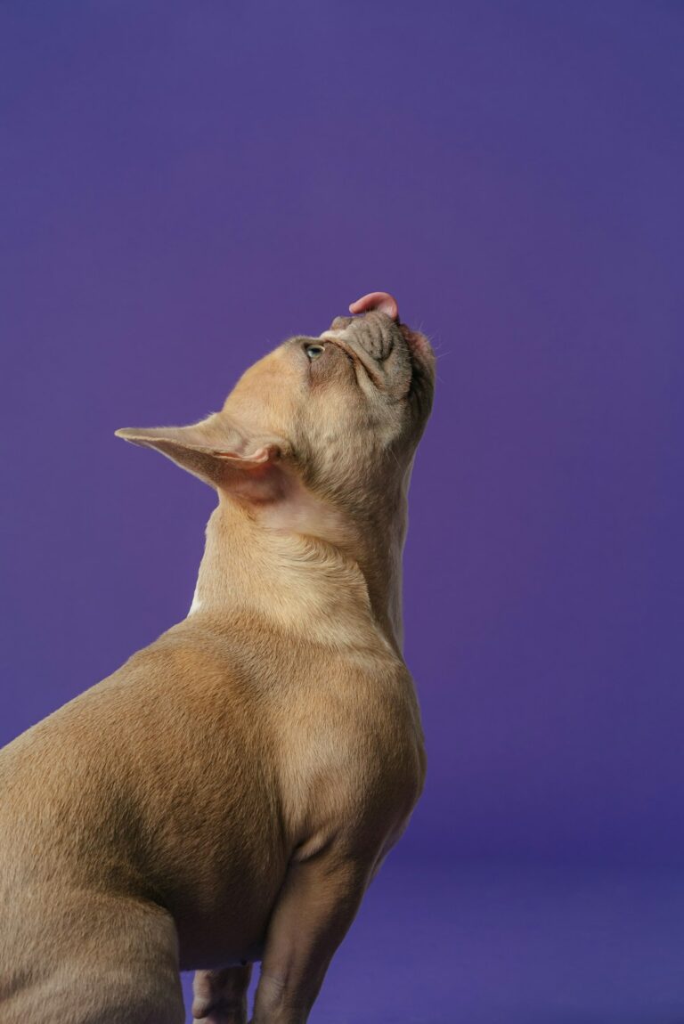 Transform Your Dog’s Vet Experience: 7 Proven Techniques for Better Handling