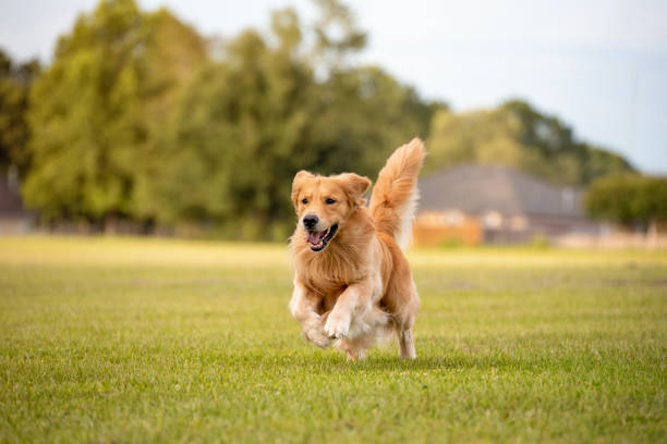 Serious Games for Dogs: A Comprehensive Guide to Accelerated Skill Learning