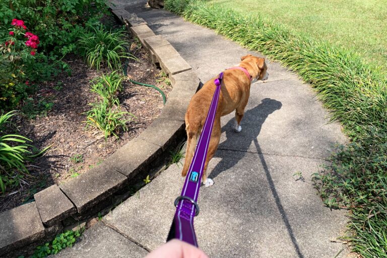 Desensitizing Your Dog to Wearing a Harness or Collar