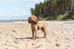 Keep your dog active when it's too hot.