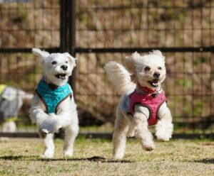 Keep your dog active when it's too hot.