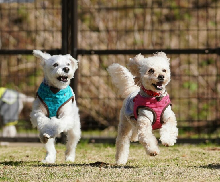 Keep your dog active when it's too hot.