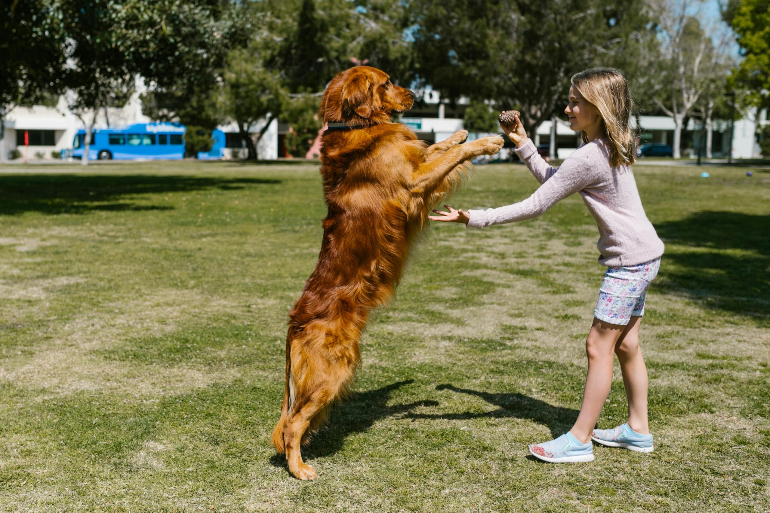 Dog practicing in-home dog training Cincinnati OH with child