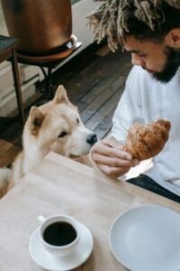 Summer Foods for Dogs