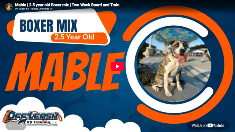 Mable the Boxer mix training in Cincinnati, OH