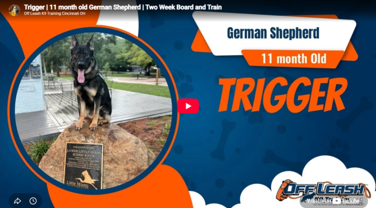 Trigger the German Shepherd training in Cincinnati, OH