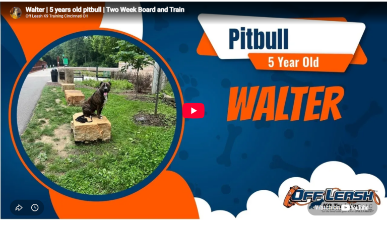 Walter practicing leash training in Cincinnati, OH