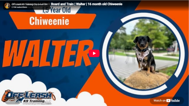 Walter the Chihuahua practicing obedience in Cincinnati, OH