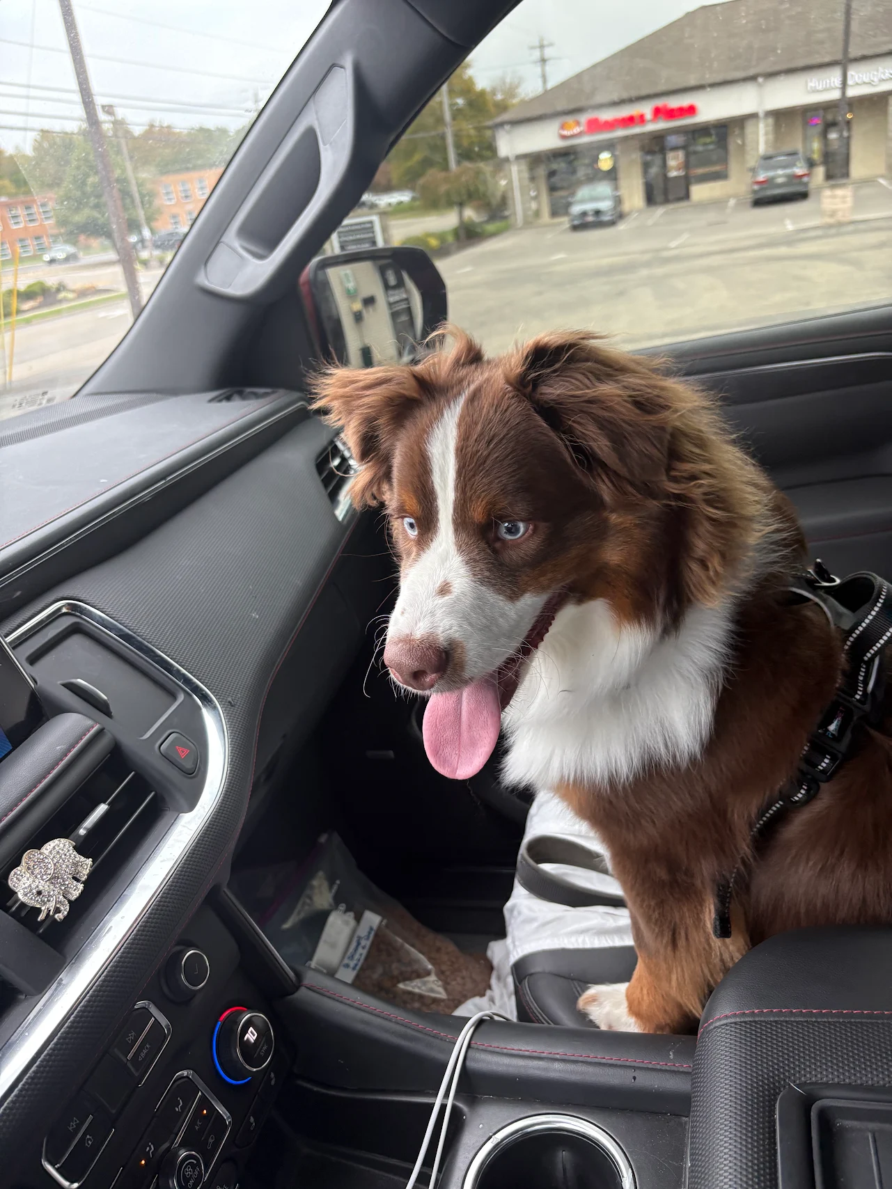 Elliot the Mini Australian Shepherd training in Cincinnati, OH