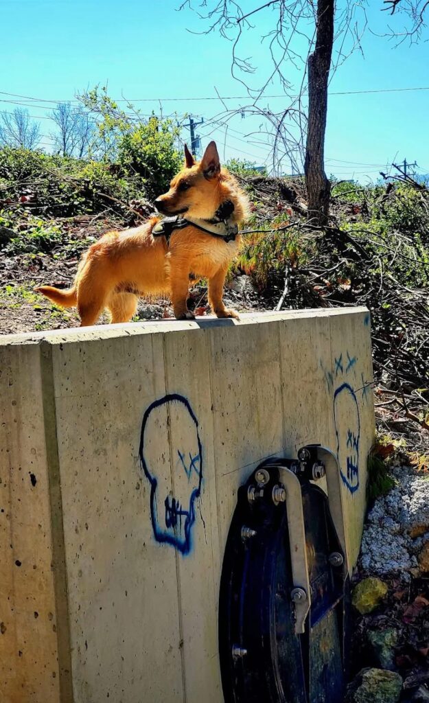 A corgi outdoors during dog obedience training Cincinnati OH