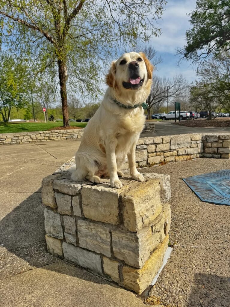 Golden retriever in aggressive dog training Cincinnati OH