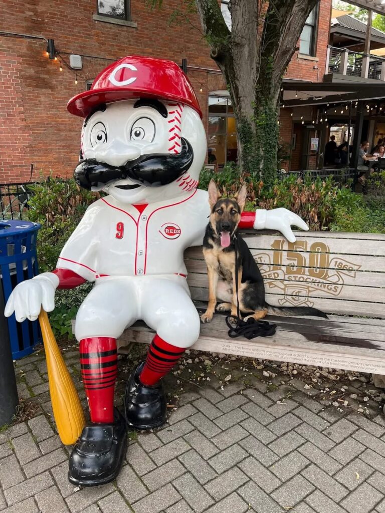 Dog training Montgomery OH German Shepherd near Reds mascot. Do you like this personality?