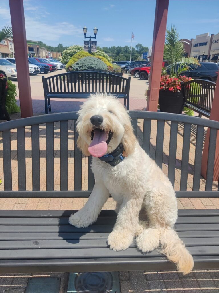 Happy dog on bench during in-home dog training Cincinnati OH