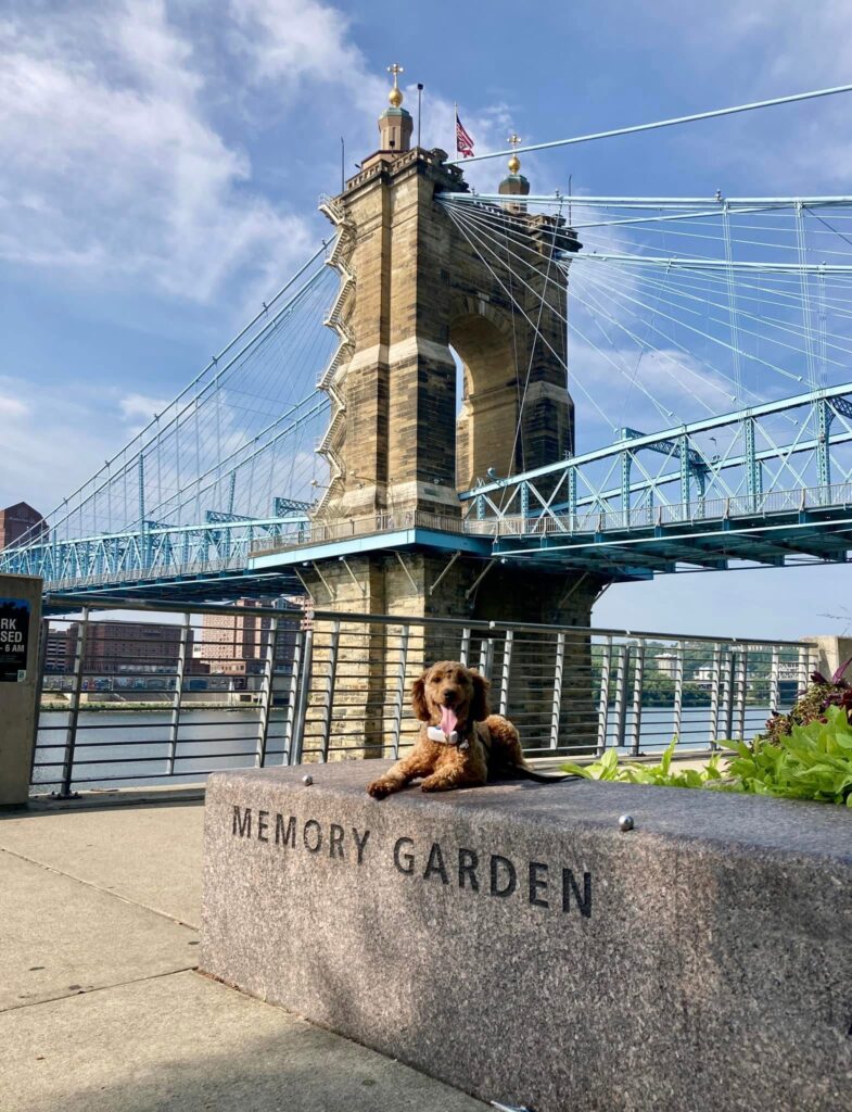 Puppy training Cincinnati OH near bridge at Memory Garden