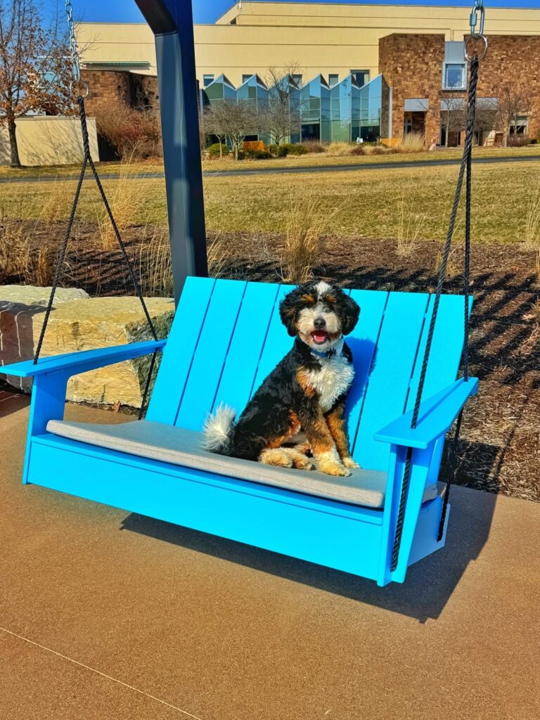 Dog training Madeira OH with small dog sitting on blue swing