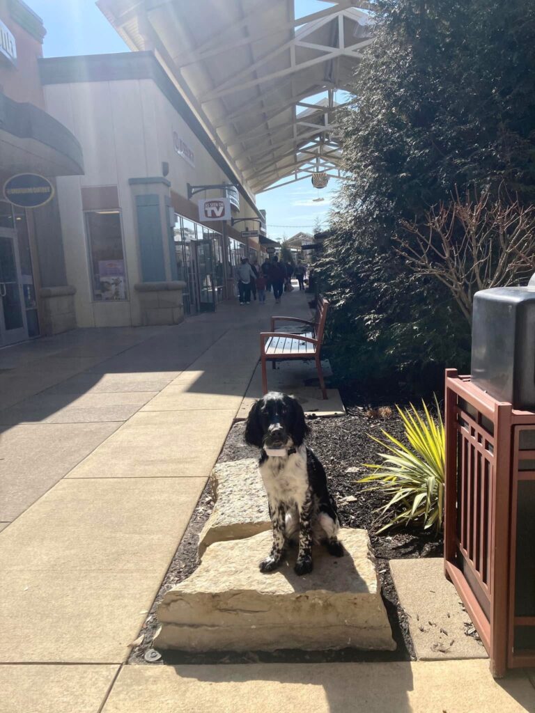 Dog sitting outdoors for in-home dog training Cincinnati OH.