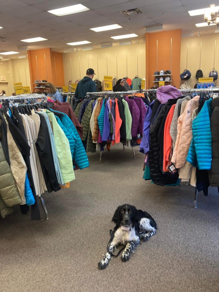 Dog obedience training Cincinnati OH with dog in retail shop