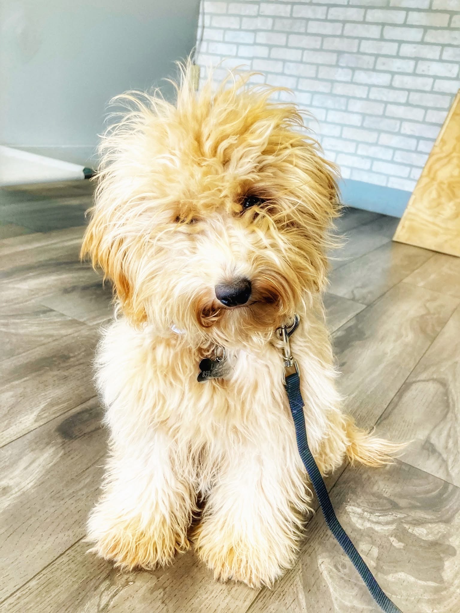 Dog training Blue Ash OH with fluffy puppy on leash indoors.