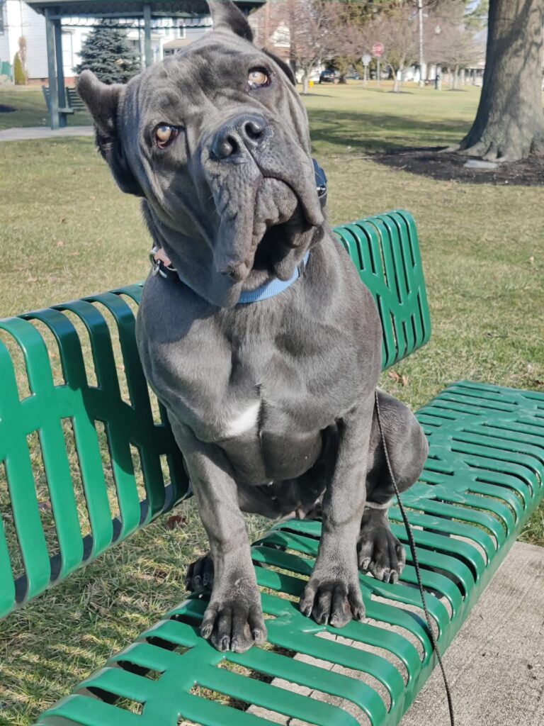 Cane Corso during dog training Montgomery OH at a local park
