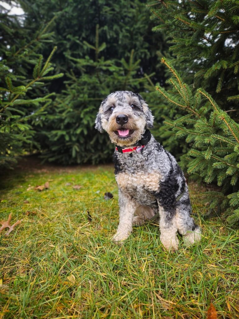 Dog obedience training Cincinnati OH with dog by pine trees