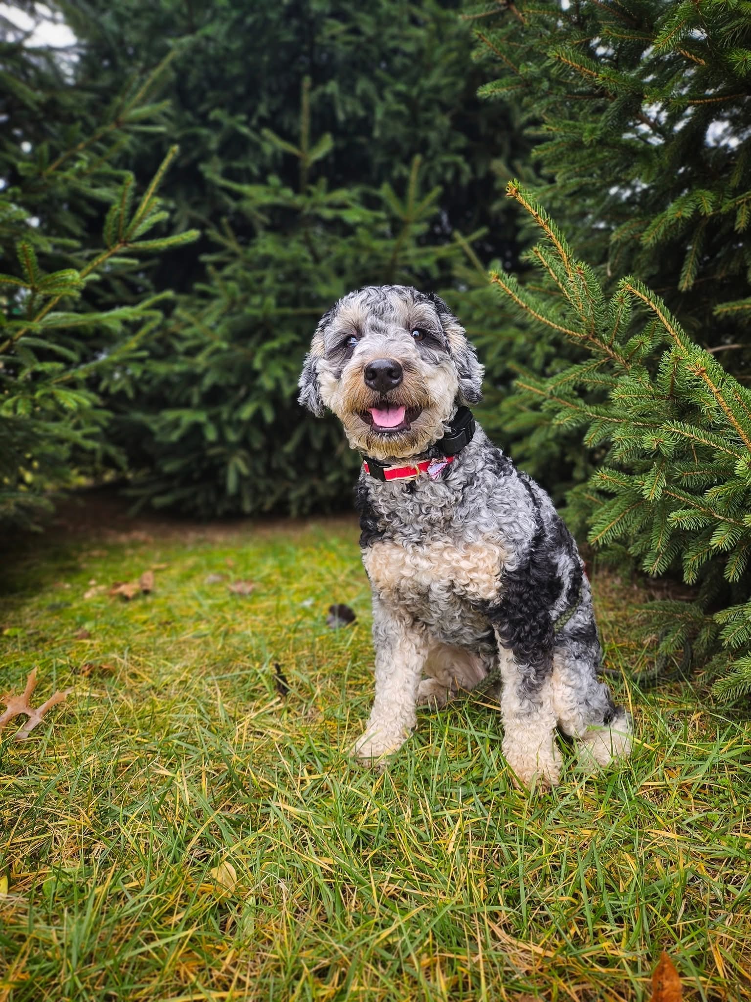 Dog obedience training Cincinnati OH with dog by pine trees