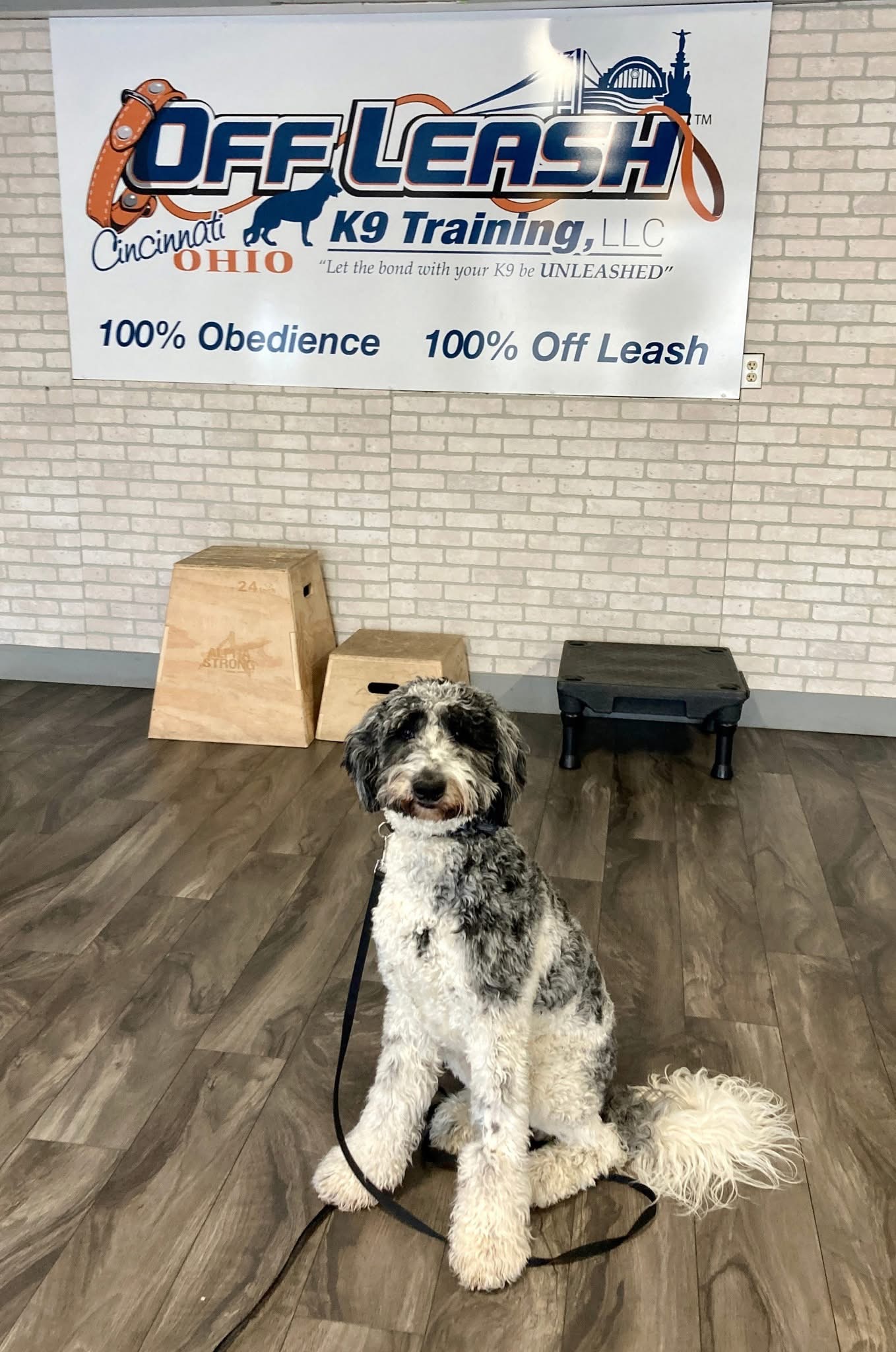 Dog posing at in-home dog training Cincinnati OH facility