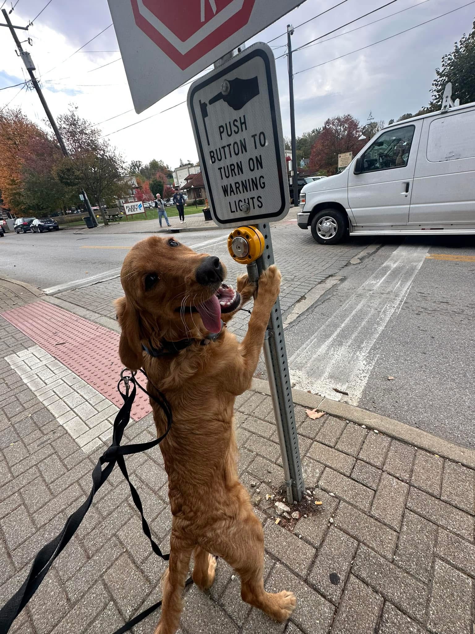 Dog pressing crosswalk button during dog training Madeira OH