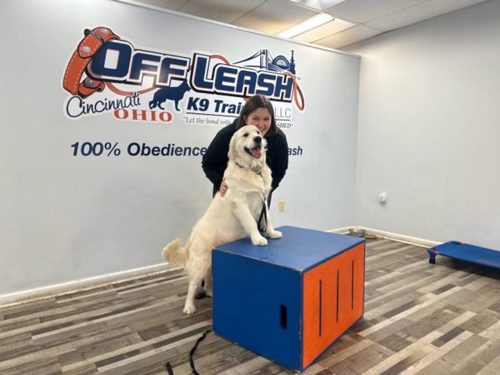 Trainer guides a dog on platform for dog training Madeira OH