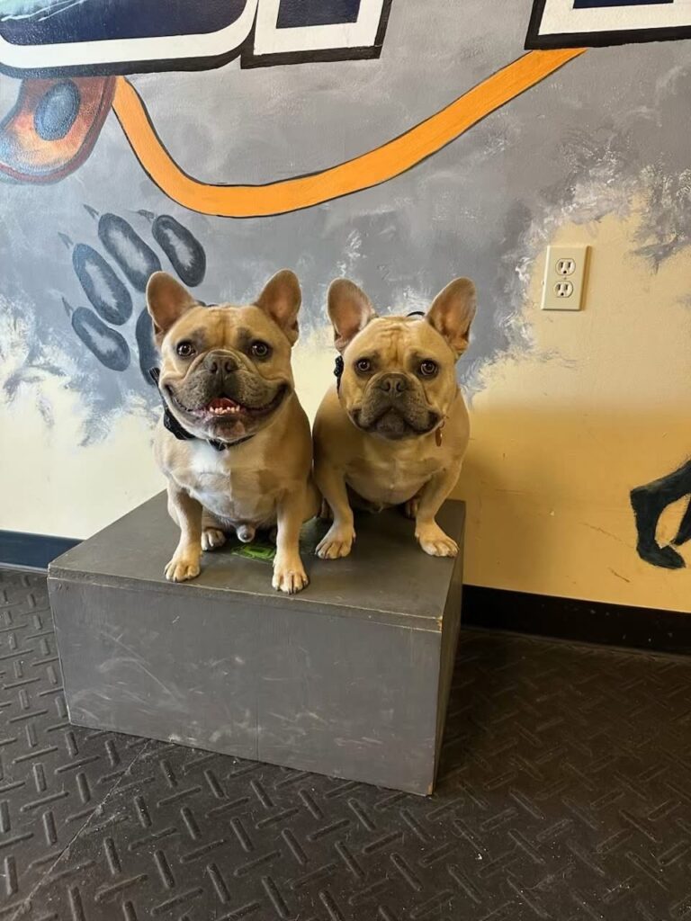 Two French Bulldogs in dog obedience training Cincinnati OH.