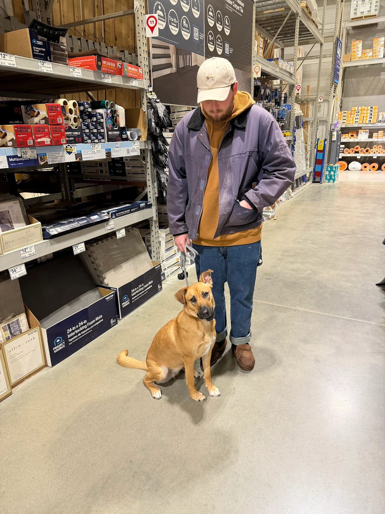 Maple practicing obedience training in Cincinnati, OH 