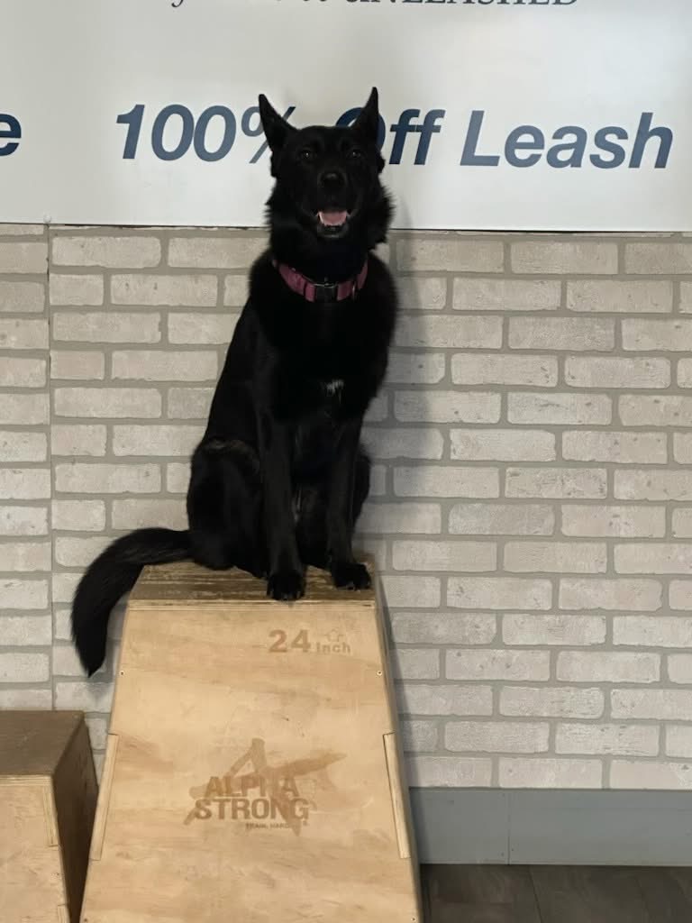 Black puppy on platform during puppy training Cincinnati OH.