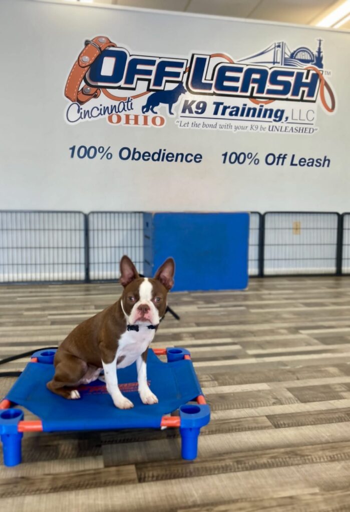 Boston terrier at dog training Montgomery OH indoor facility