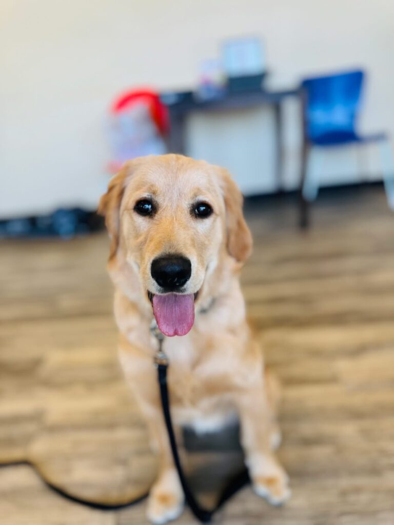 Golden dog during board and train dog training Cincinnati OH
